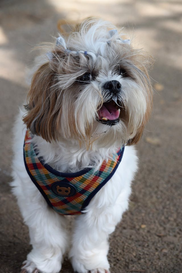 Cachorro sorrindo