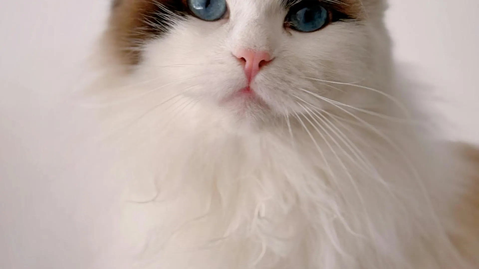 Gato em ambiente doméstico