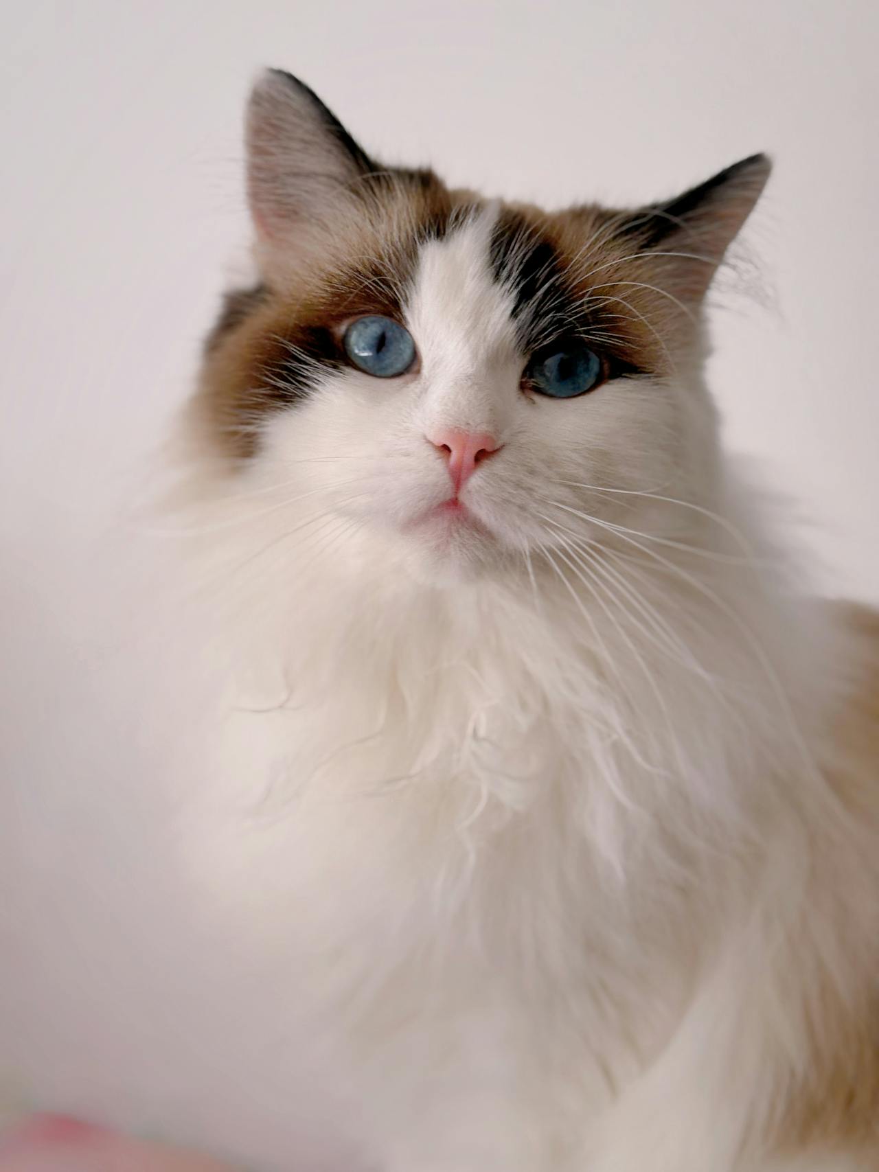 Gato deitado
