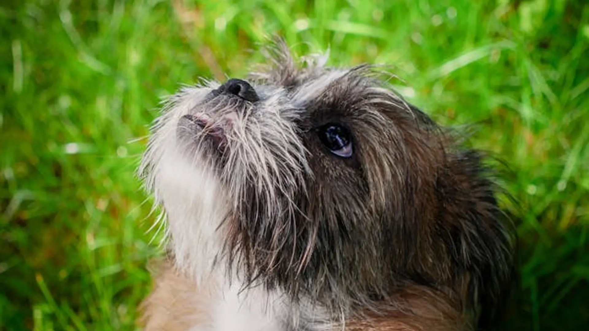 Cão com a família